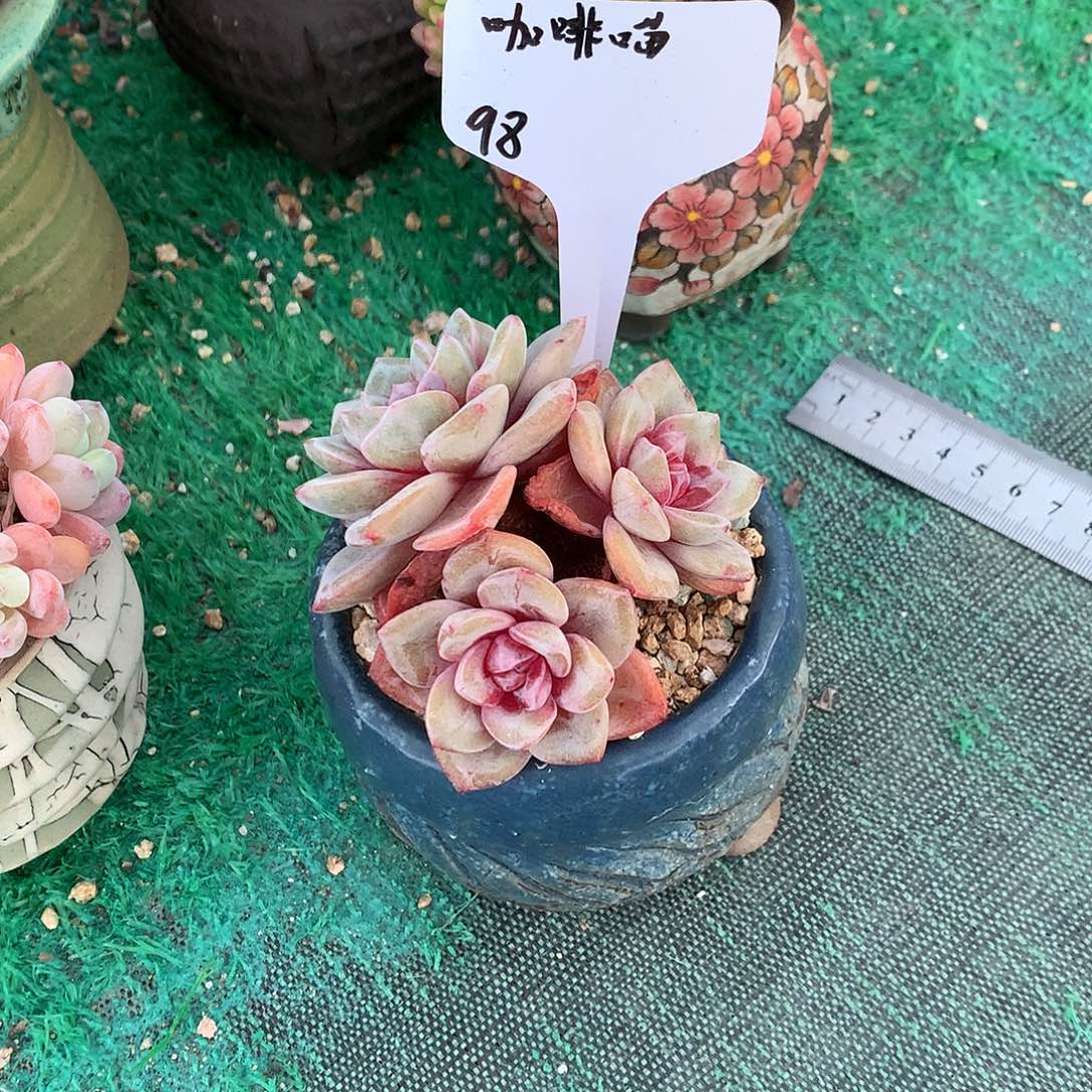 咖啡猫 德国香槟 发货