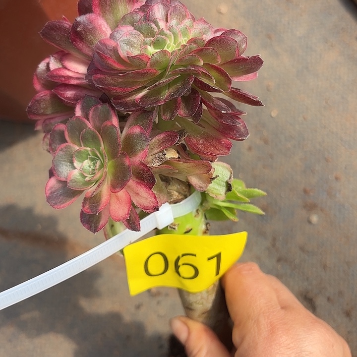 多肉植物福啊061