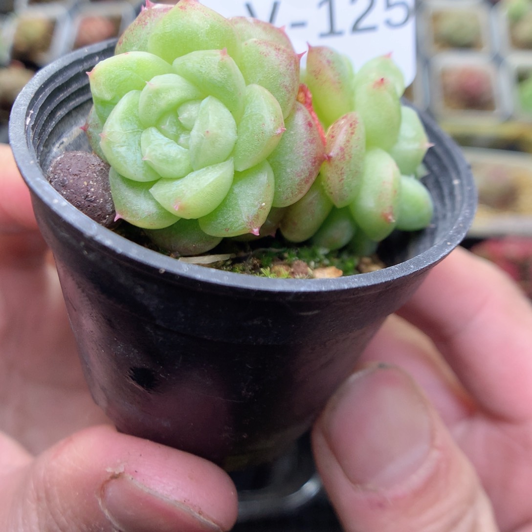 V125y y y y y y y y y