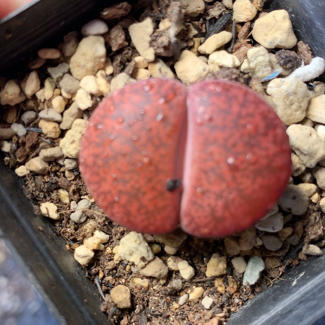 T457多肉植物保护