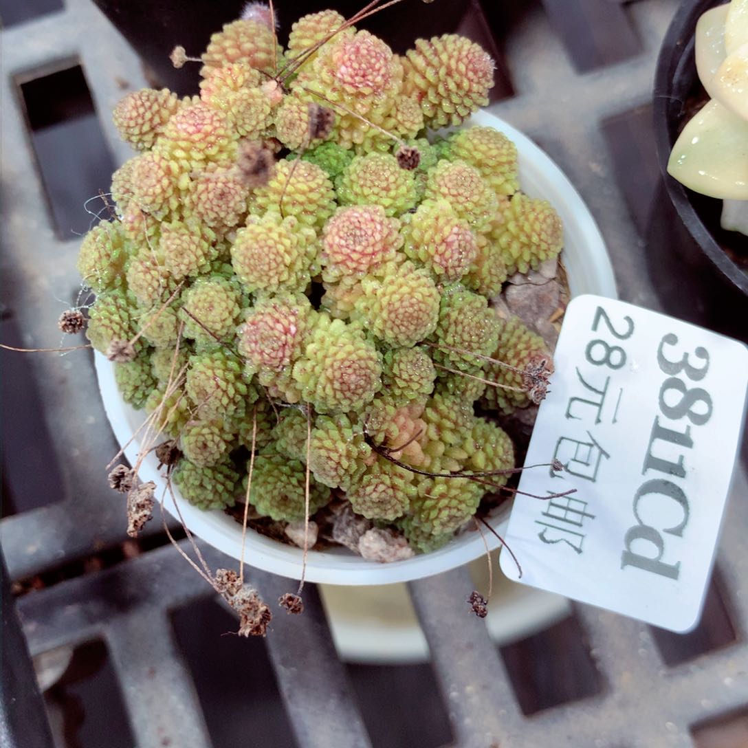 5厘米盆精控多肉3811