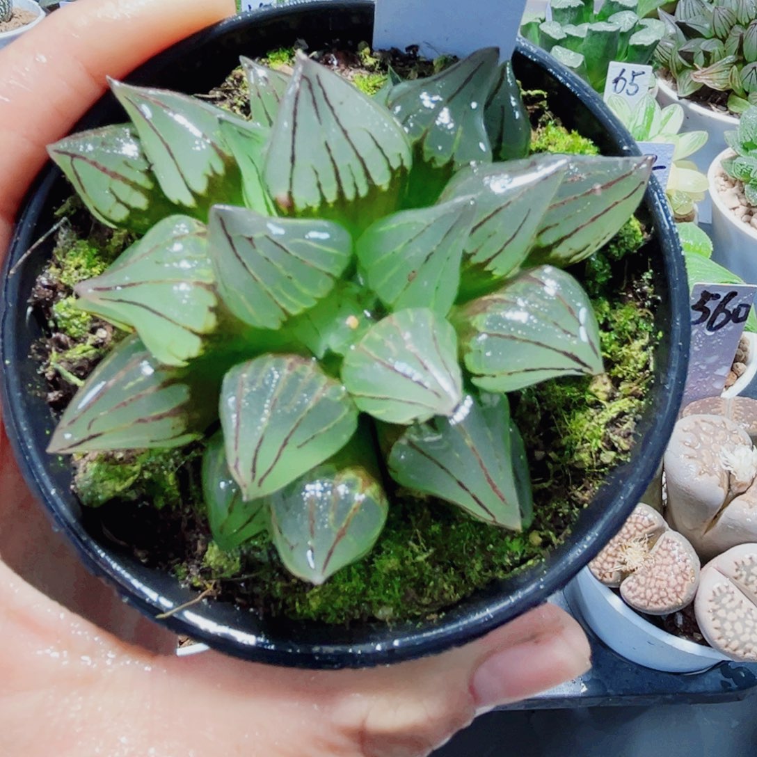 西瓜寿多肉植物6666