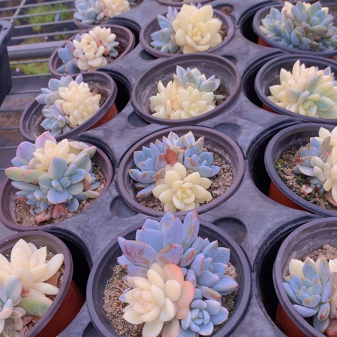 橙梦露底座锦356789“哦哦哦哦