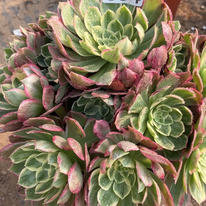 664多肉植物万彩灯