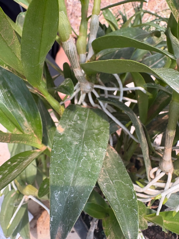 石斛清场！！！不分品种 石斛母本