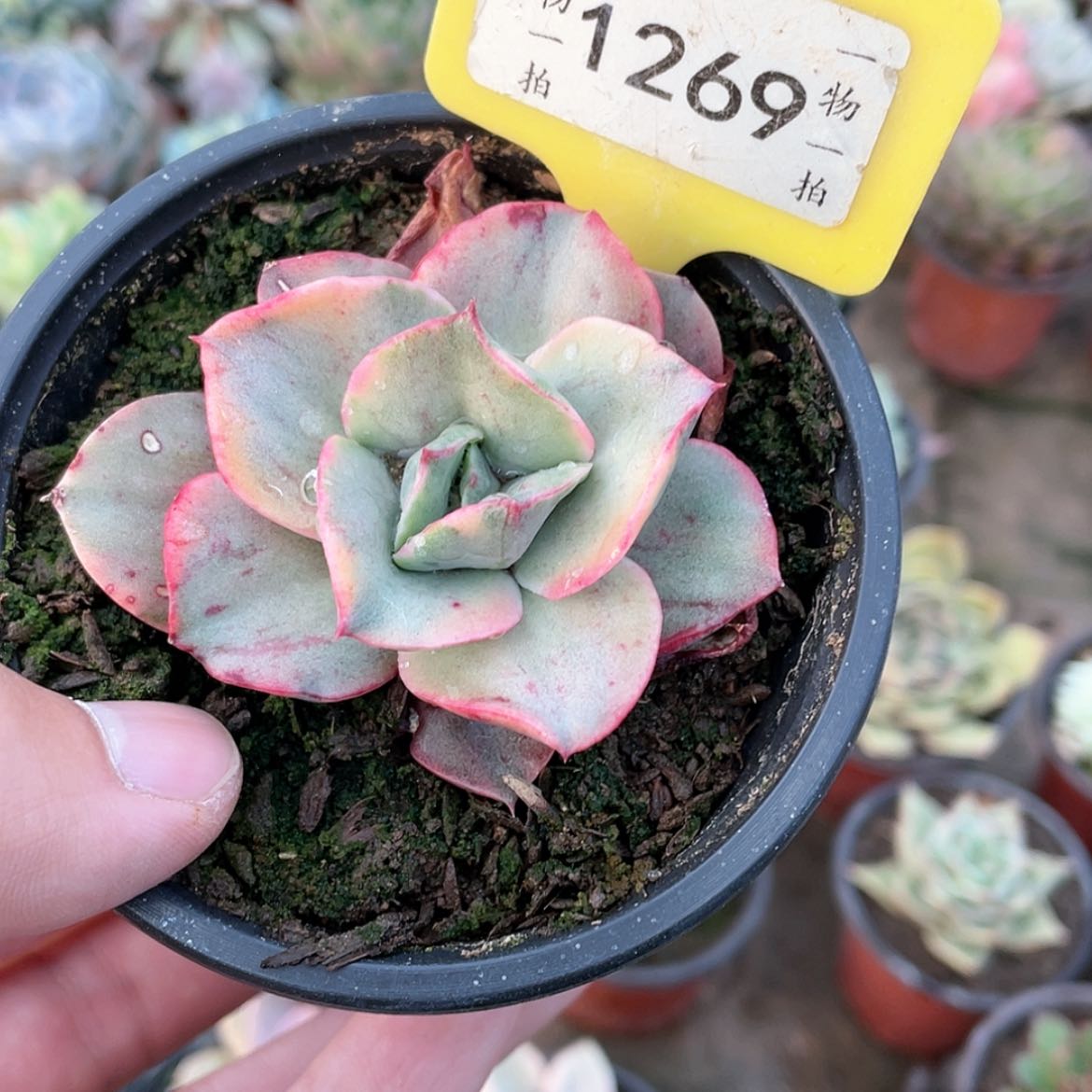 【闪购商品】1269号