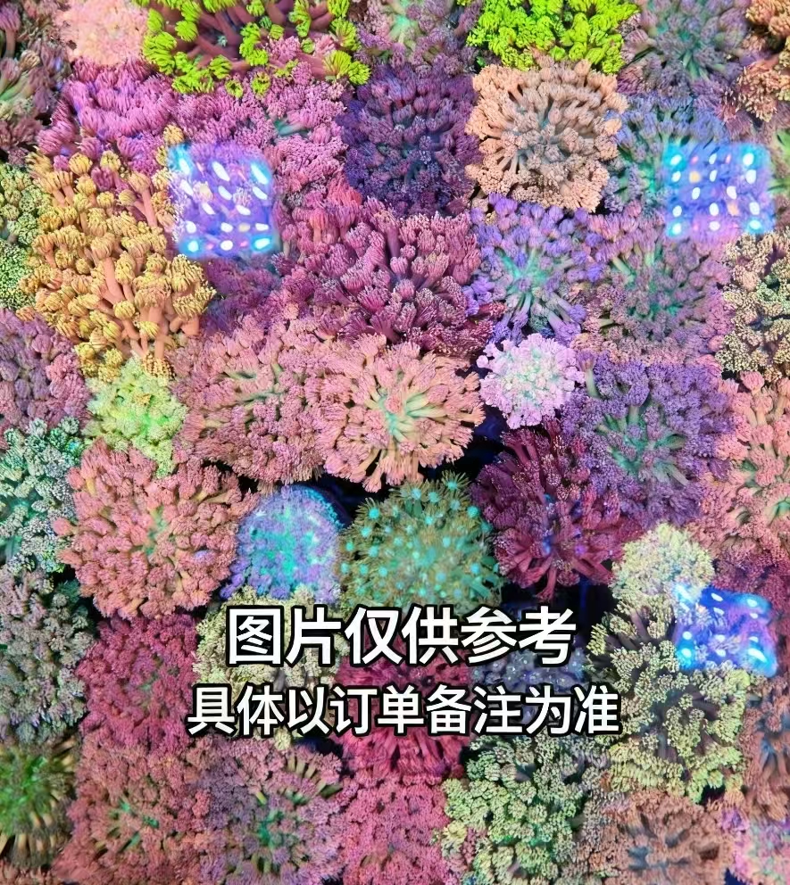 智海珊瑚竞拍链接订单备注为准