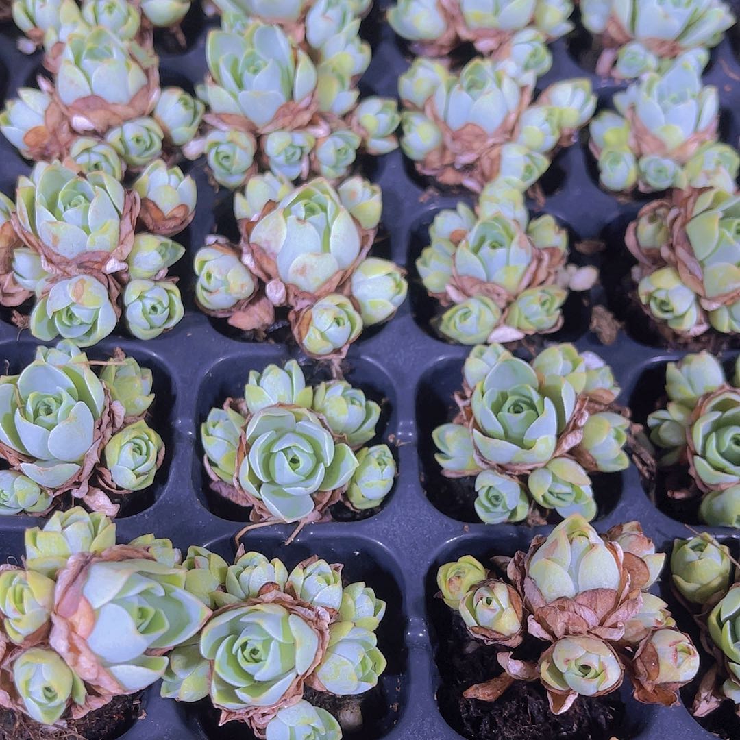 精品山地玫瑰多肉满9.9包邮