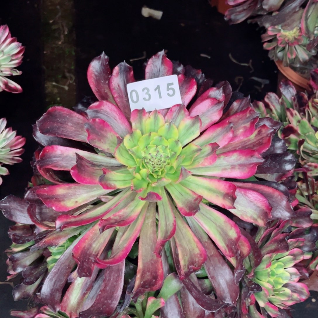 紫薇特价多肉发货