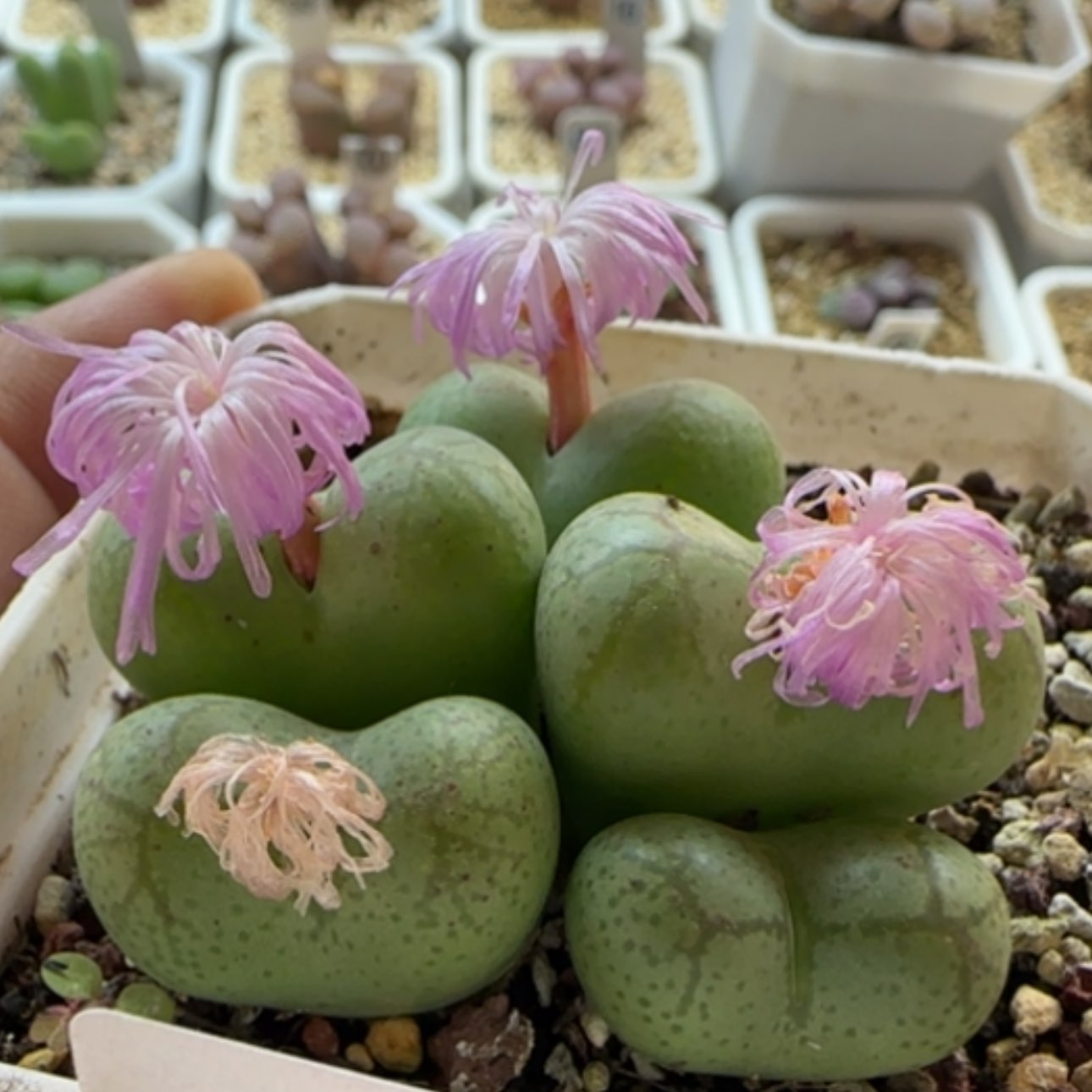【闪购商品】0220大型香水猴福利   