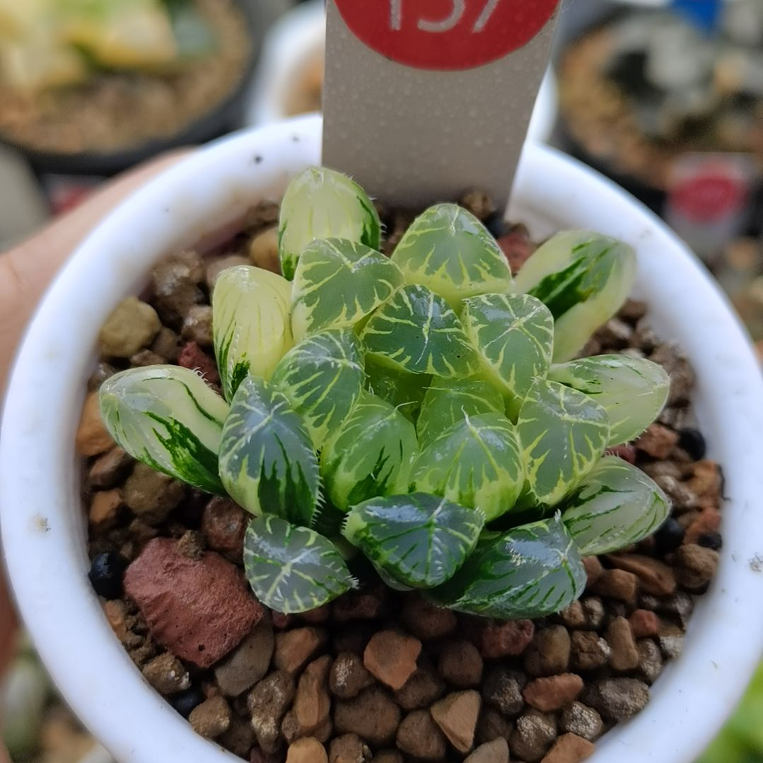 137号夏沫糊斑一物一拍带盆土发货