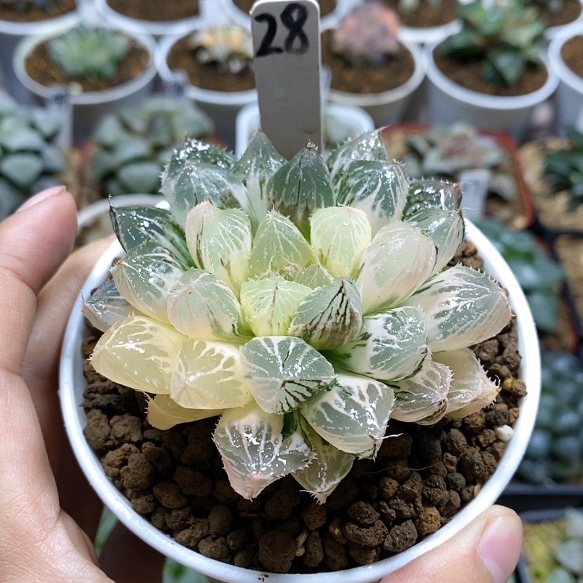 【闪购商品】28大叶楼兰