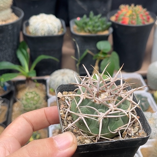 无花朵白刺碧岩玉实生球