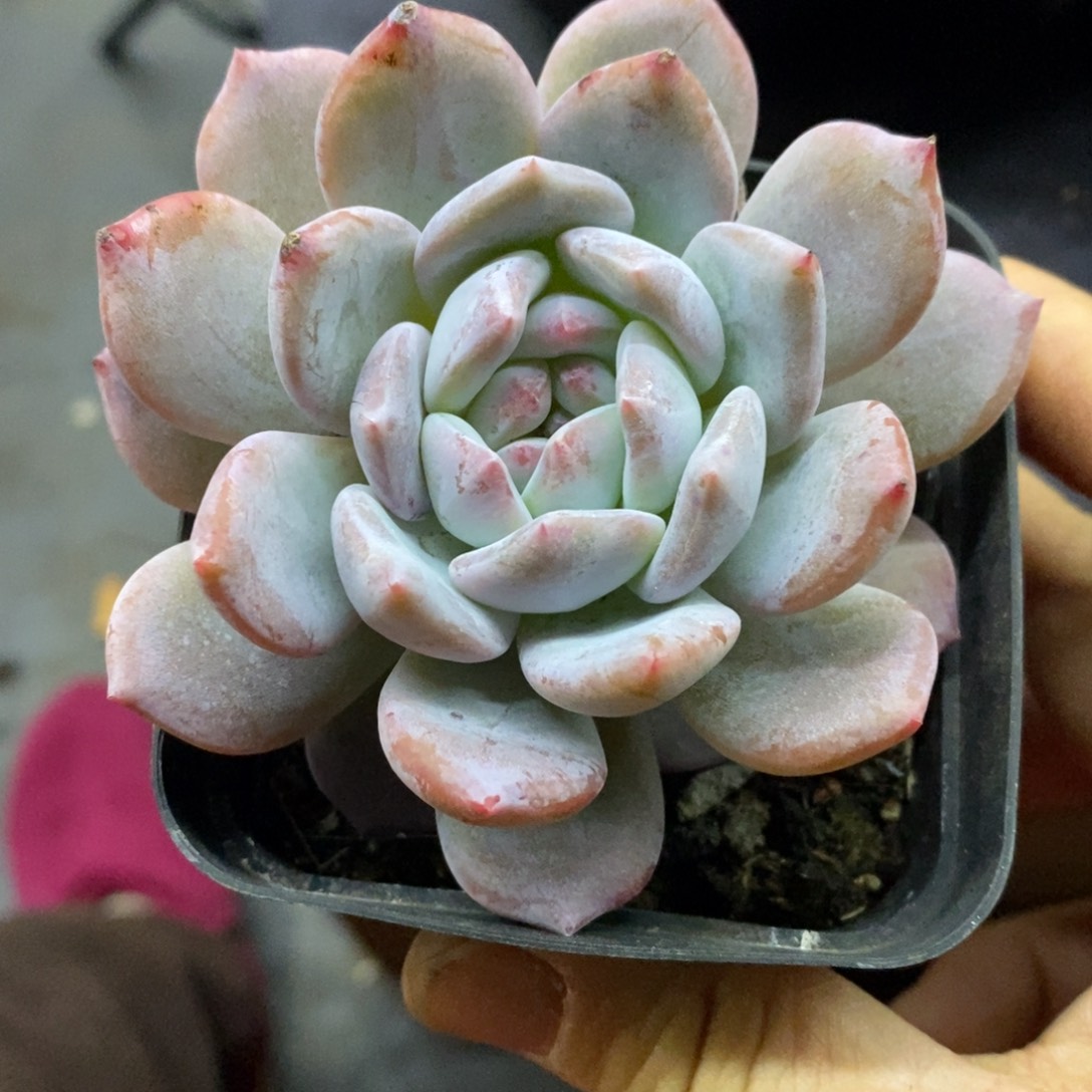 精品多肉一物一拍不包整108
