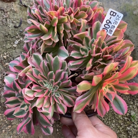 600女巫缀满25包邮多肉