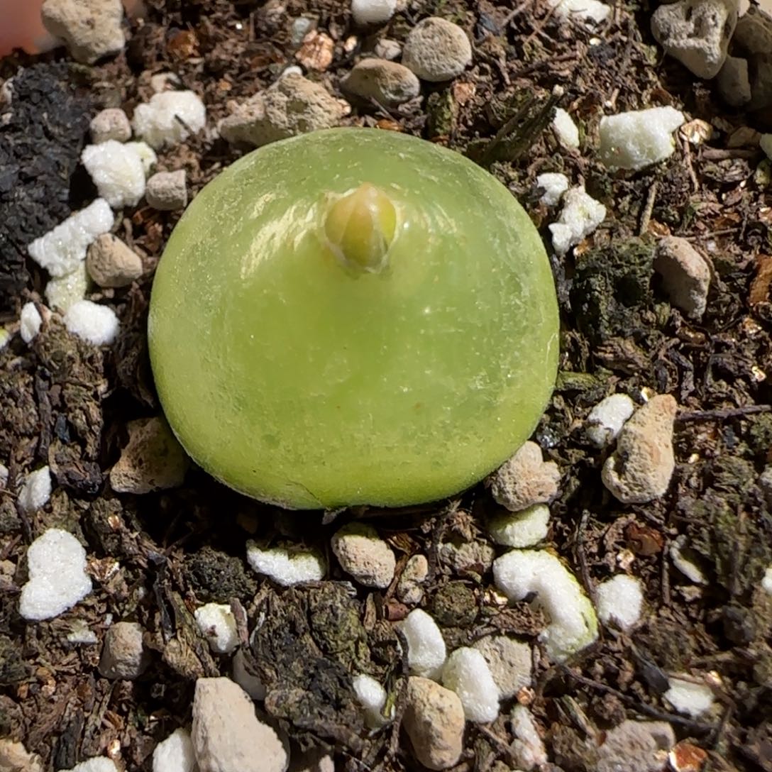 肉锥多肉植物组合-灯泡950