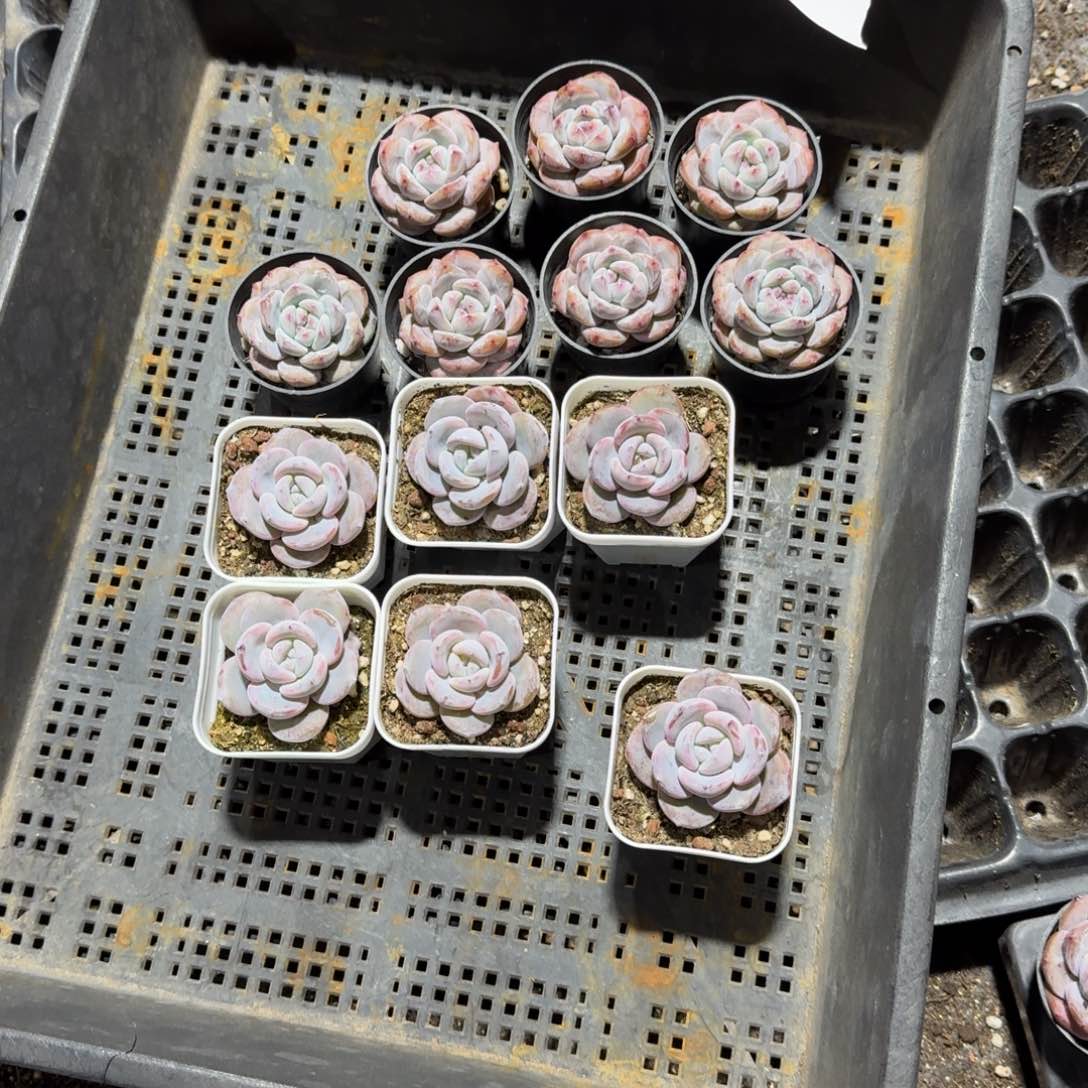 蝴蝶一物一拍专拍