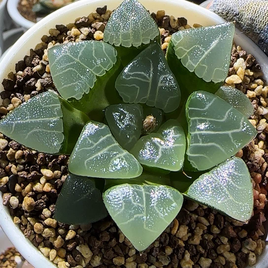 533号实生克 7 厘米左右一物一拍带盆发货