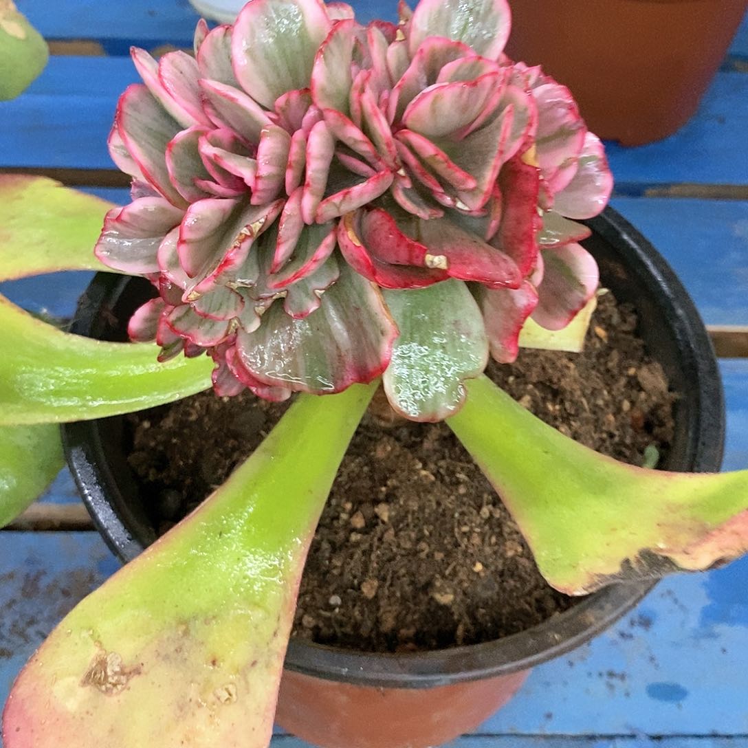 1540蓝玫瑰锦缀化锦多肉植物