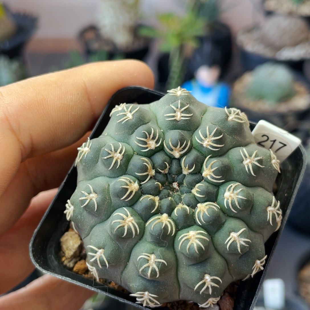 仙人球满28包邮猫爪白刺瑞昌