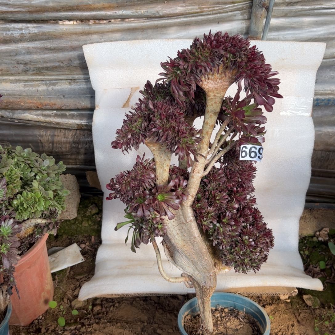 微瑕疵黑发朵缀669高度52厘米