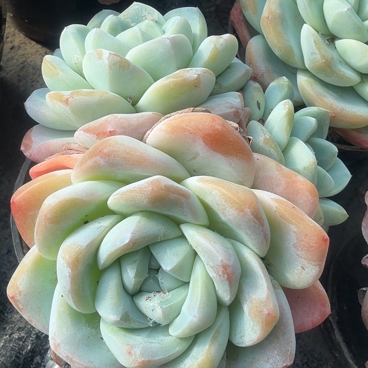 多头小冰玉植物盆栽
