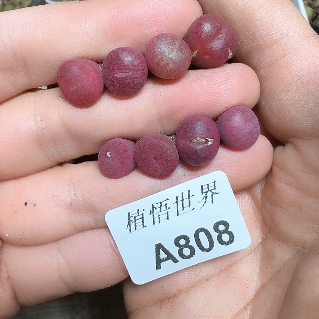 可**宝808盒多肉植物哇d c