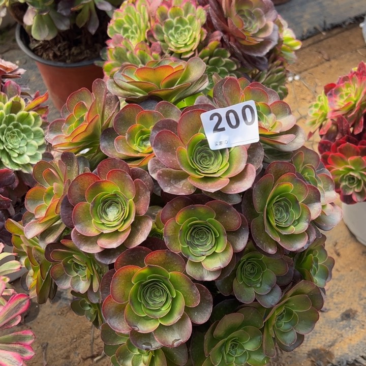 魅金玫瑰多肉植物200
