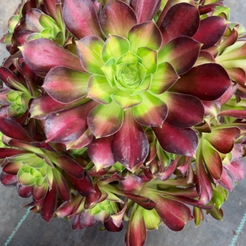 多肉植物韶华锦。