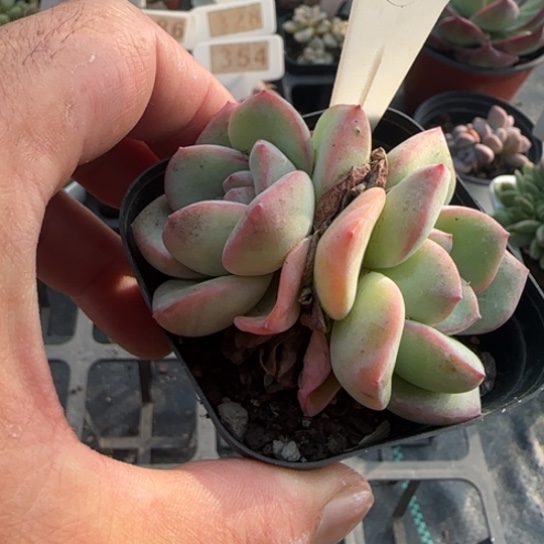 315泡芙一物一拍多肉