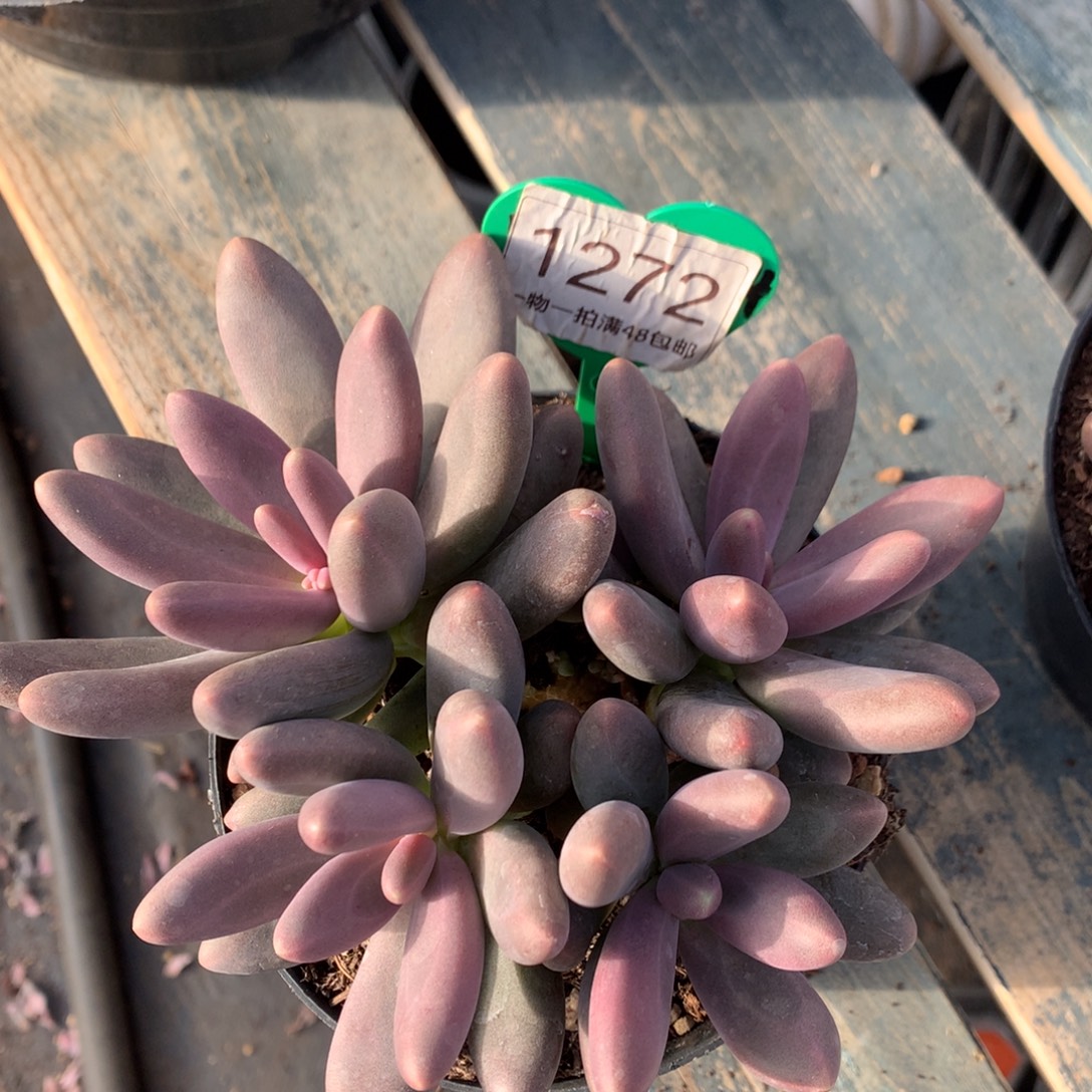 糖果美人老桩平头1272