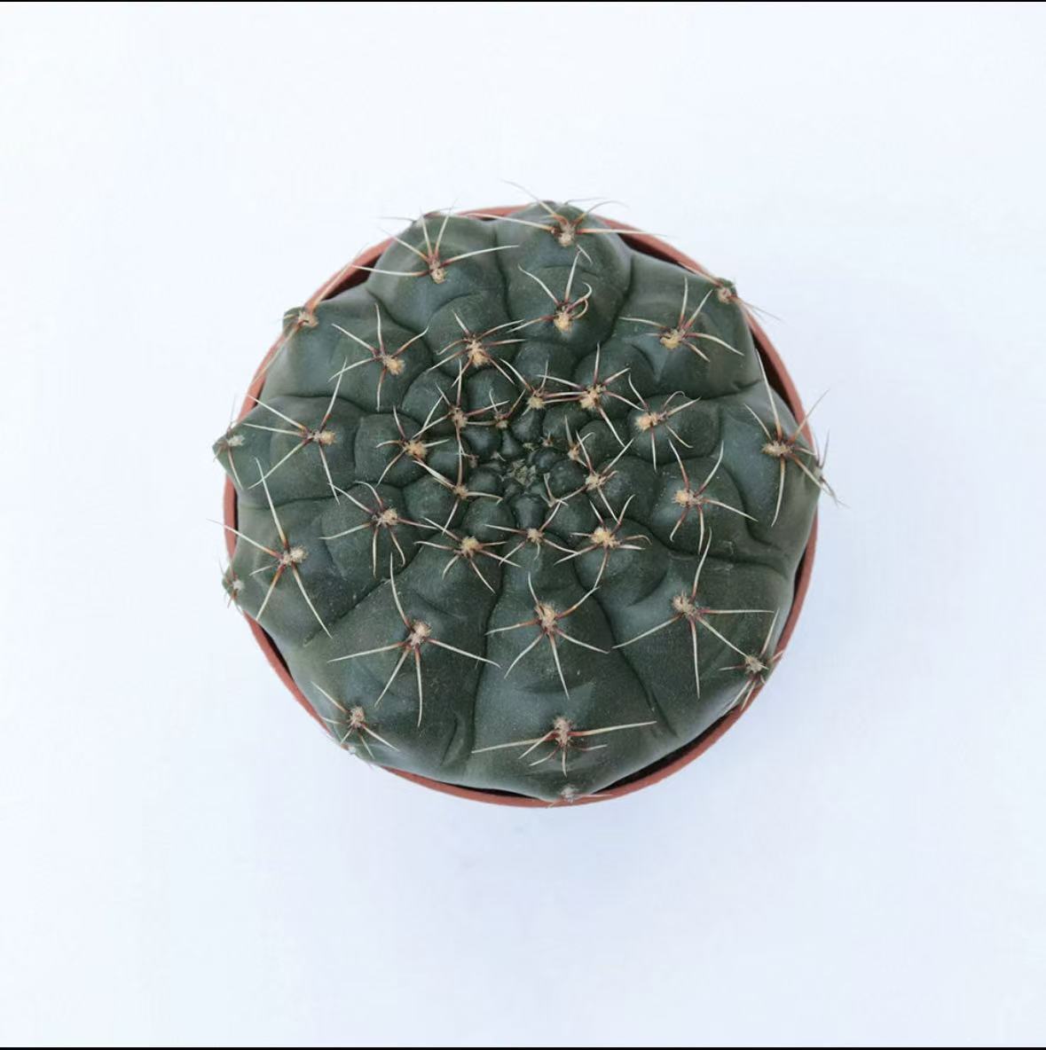 绯花玉 仙人球