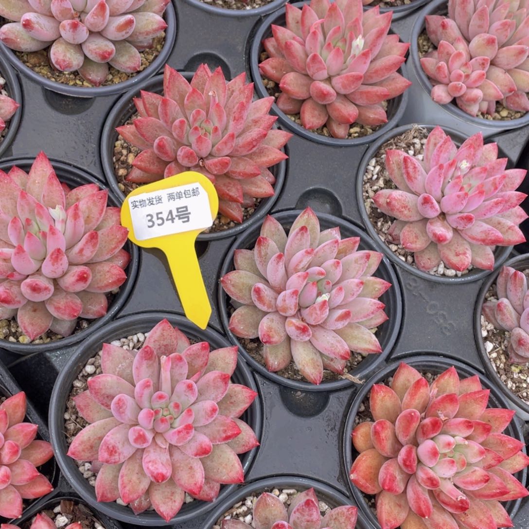 354号 虞美人母本大单头一个