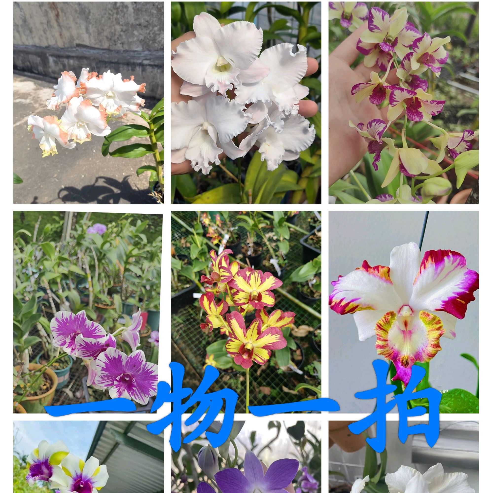 阿桥|泰国秋石斛一物一拍