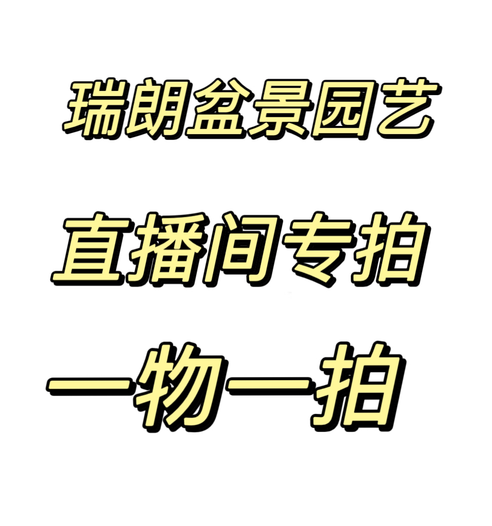 小叶雀舌庭院大门口别墅地景造型罗汉松一物一拍