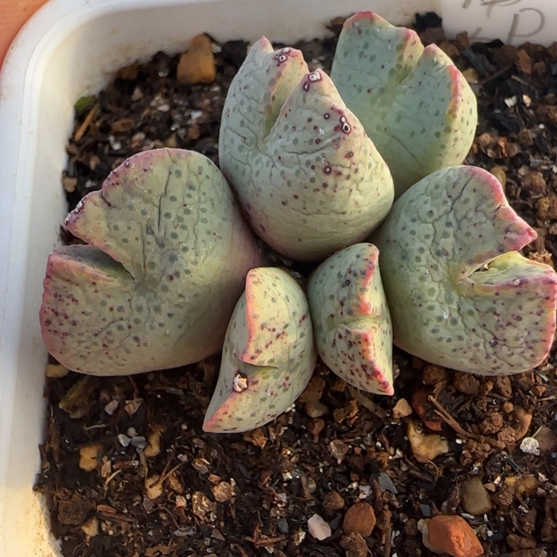 新年快乐多肉送福106号