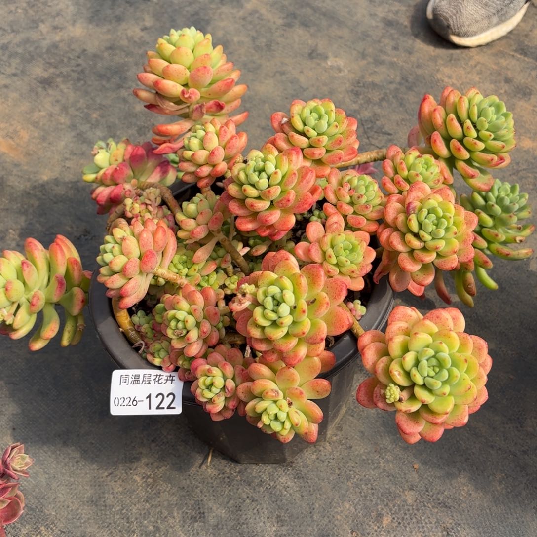 同温层多肉香格里拉122