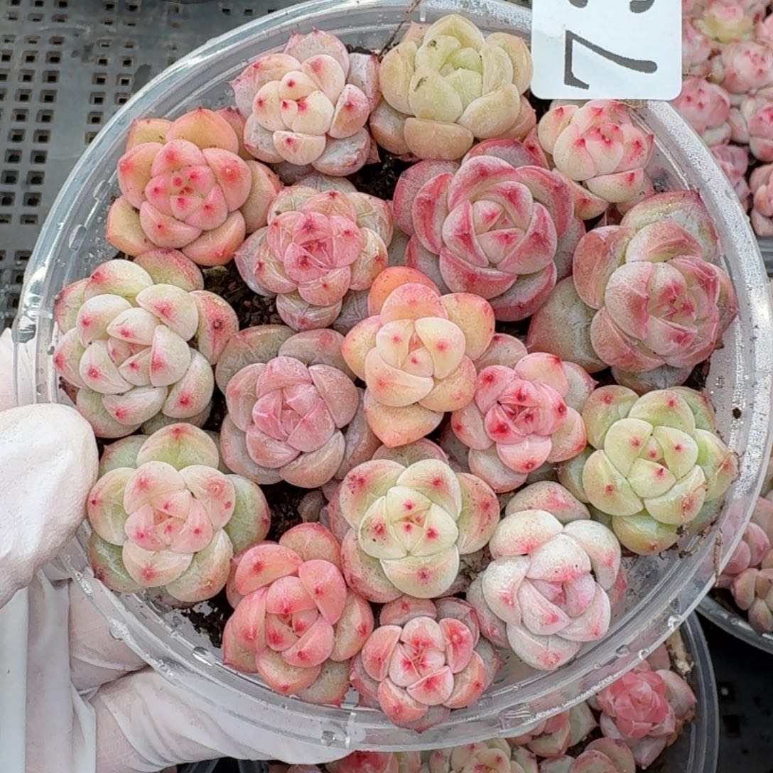 多肉植物多肉植物738