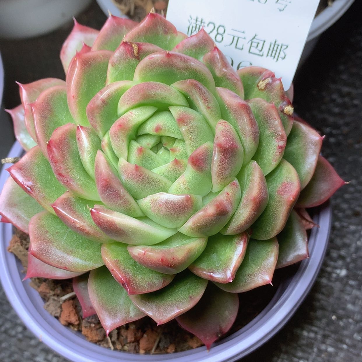 【闪购商品】云306号