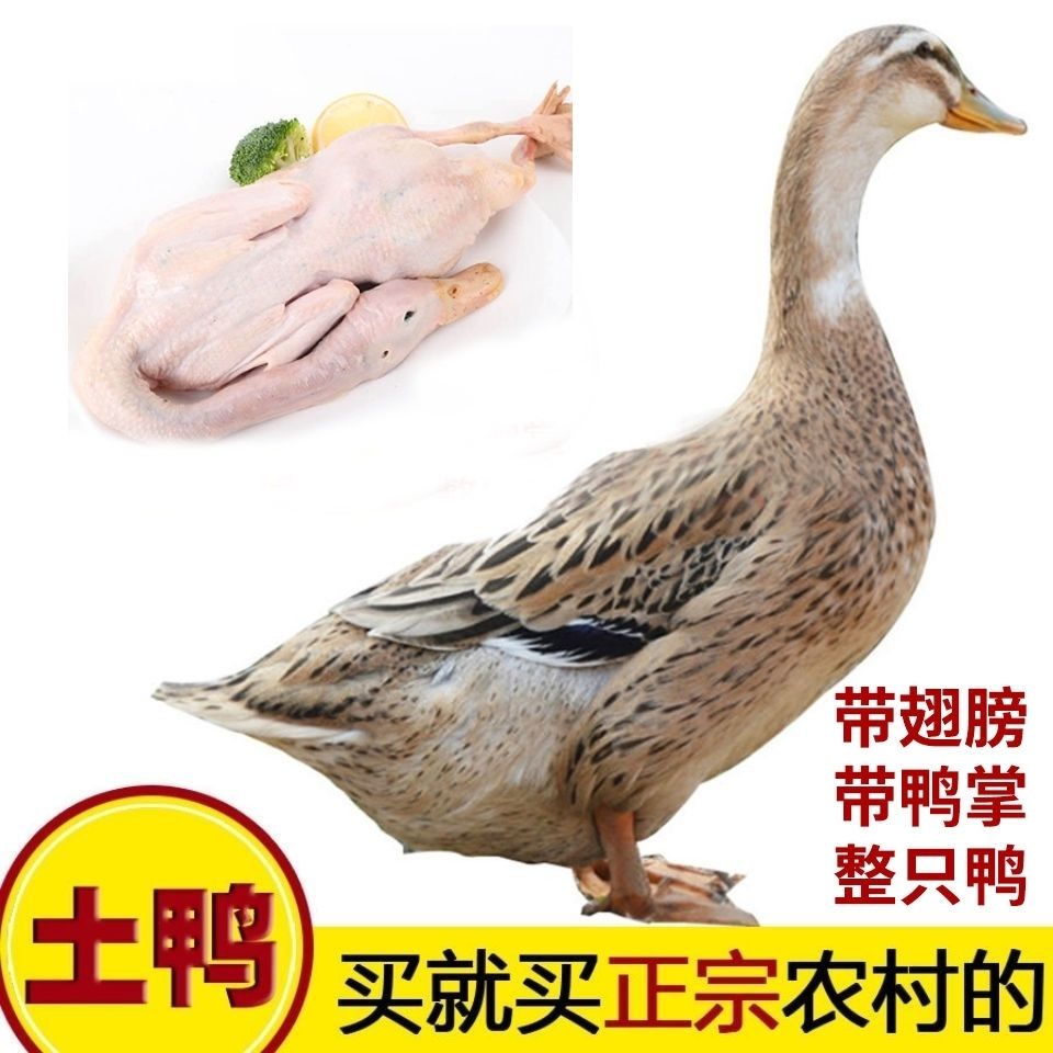 【净重2.8斤】农村散养300天土麻鸭带爪翅卤料包1只毛重4斤红烧麻辣