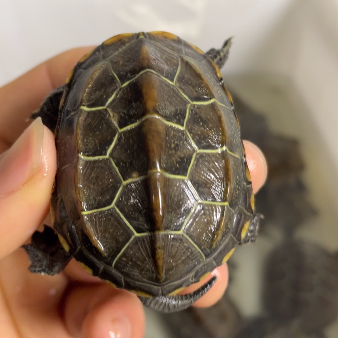 苏北金线冷水草龟