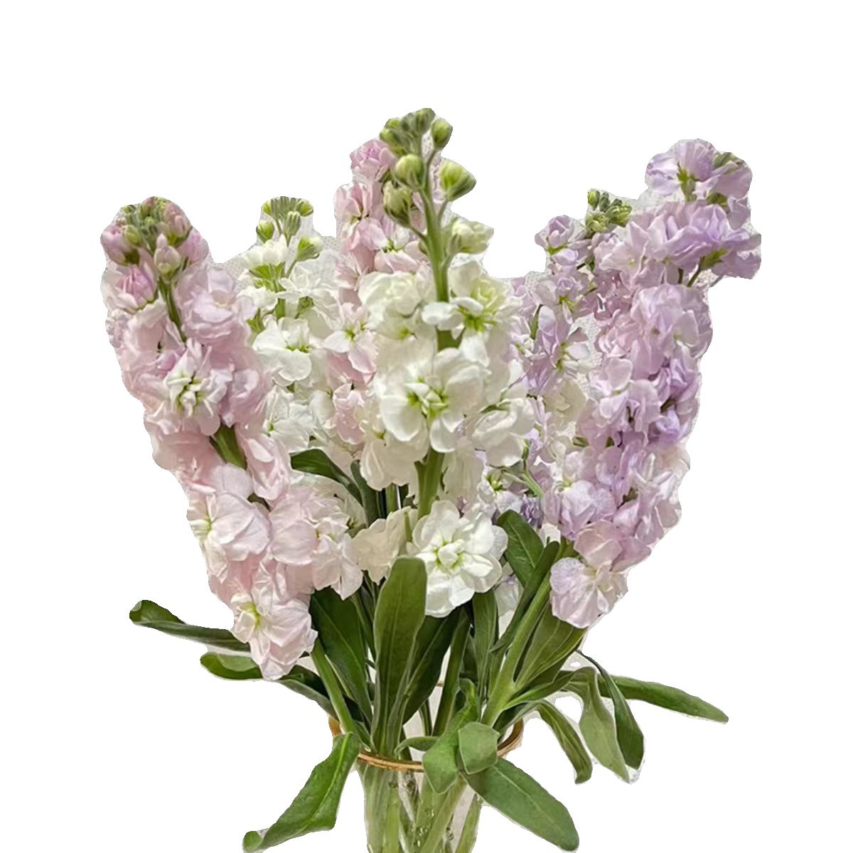 胖胖专属链接 重瓣紫罗兰 鲜切花