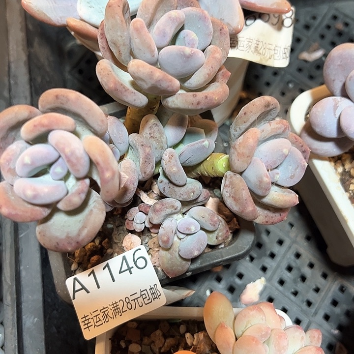 幸运的是我的朋友们