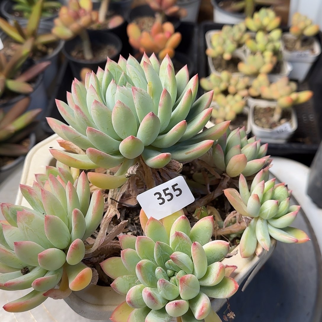 伯***?355号 一物一拍