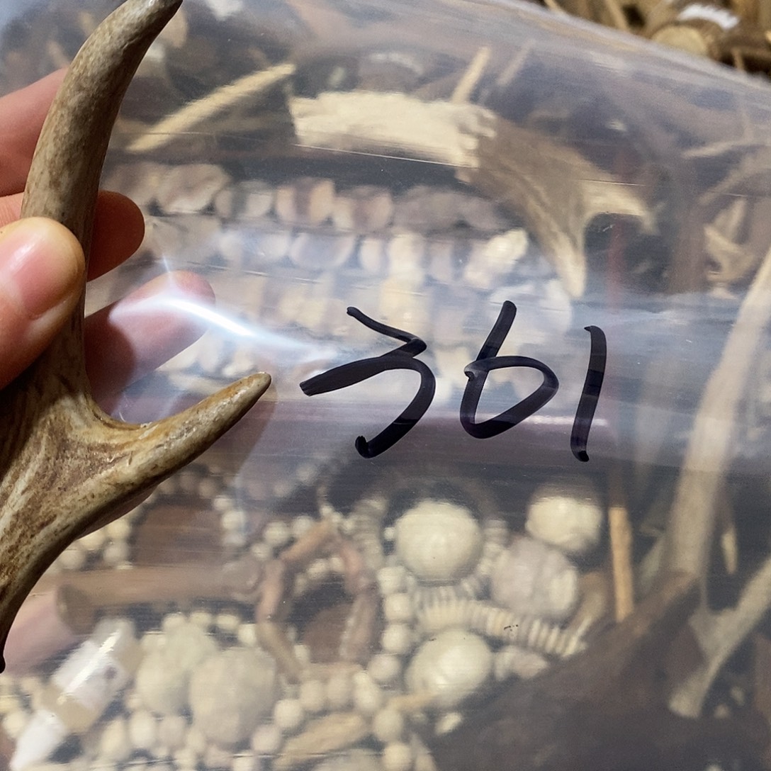 石***虎非金属鹿角鹿角鹿角