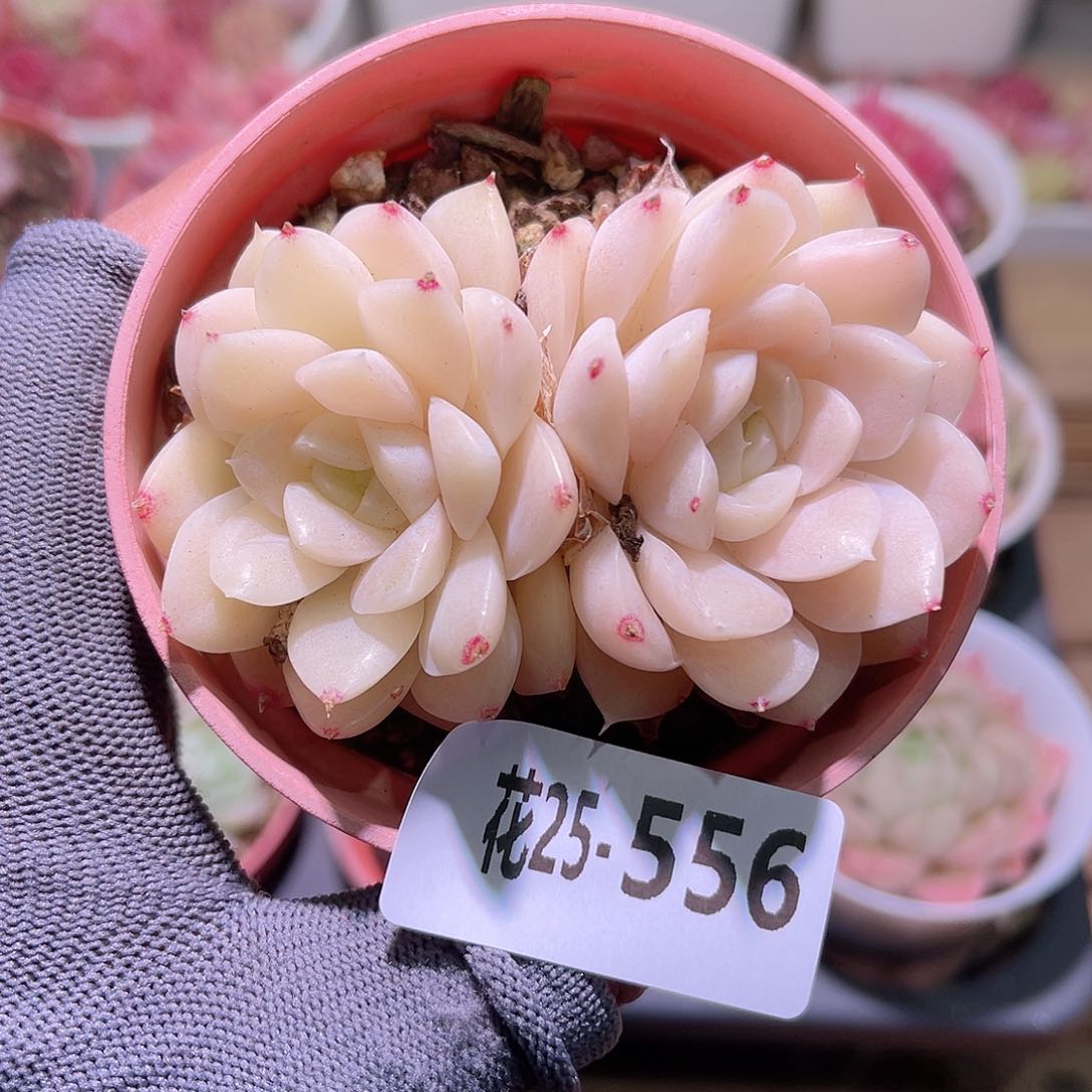 花25-556白冰雪双头