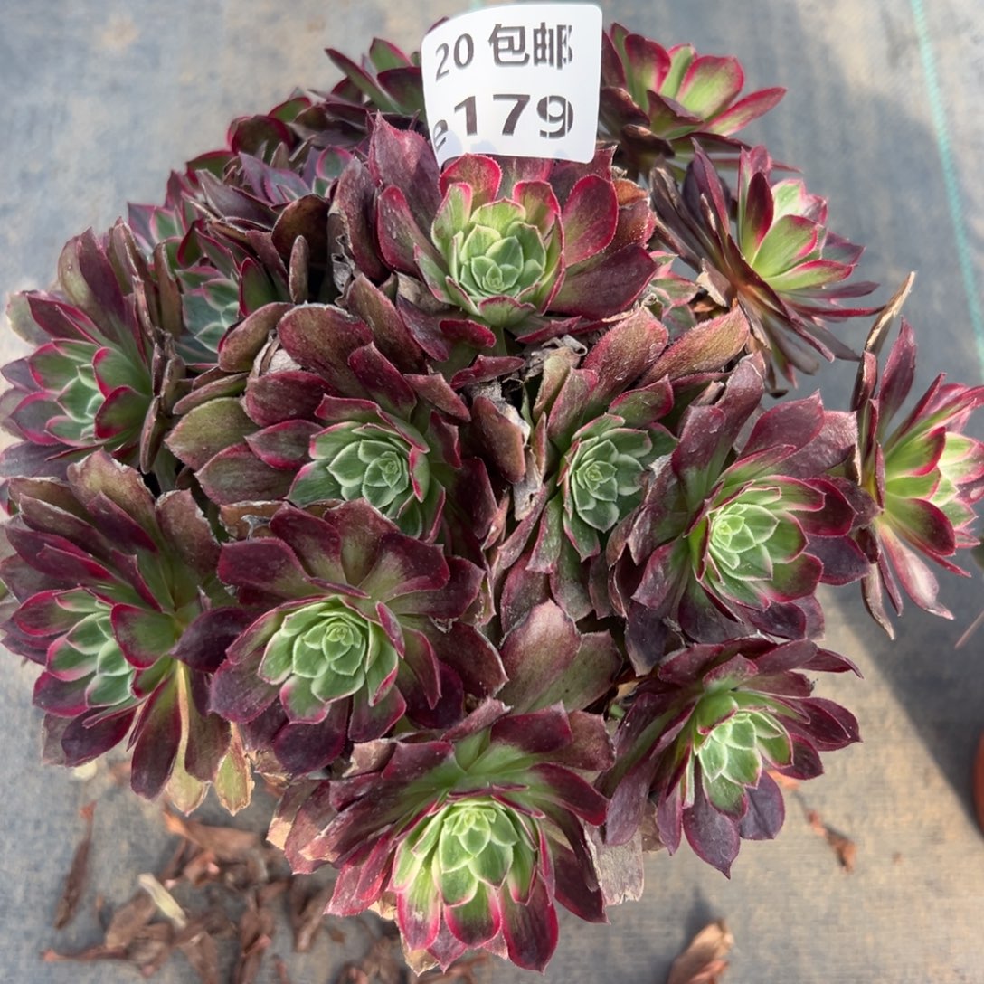 179莲花，满20包邮