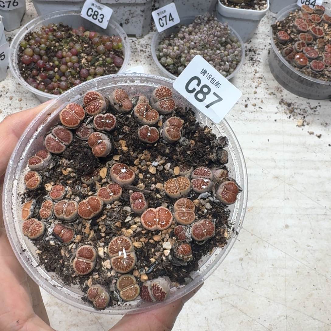 C87。 菊一盒。多肉植物