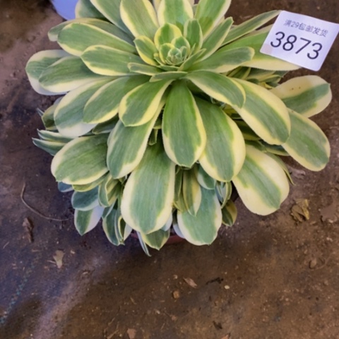 迈巴赫多肉植物3873