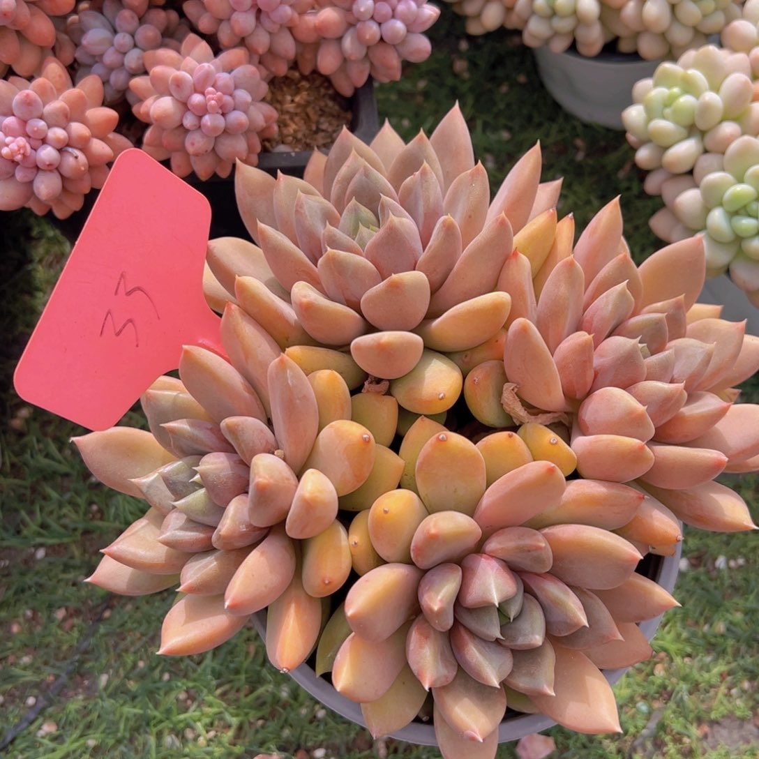 香玉的故事是一个人的故事吗我